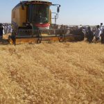 والى الجزيرة يشرف على حصاد 304 فدان من القمح بالولاية