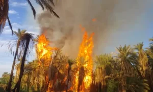 حريق ضخم بعدد من المزارع بالولاية الشمالية