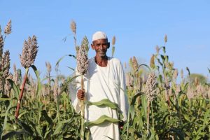 السودان : مواجهة جديدة حول مجاعة محتملة .