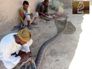 في أول ظاهره من نوعها ظهور ثعابين ضخمة في السودان