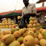 أزمة البنية التحتية تهدد ذهب السودان الأخضر