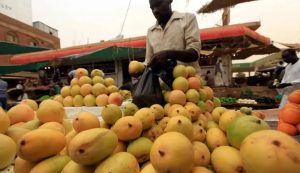 أزمة البنية التحتية تهدد ذهب السودان الأخضر