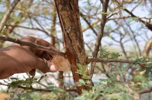 إنفاق أكثر من 100مليار لإنقاذ قطاع الصمغ العربى بالسودان