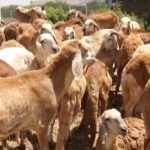 أسعار خرفان الاضحي في ولايات الجزيرة وكردفان ودارفور 