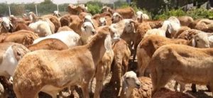 أسعار خرفان الاضحي في ولايات الجزيرة وكردفان ودارفور 