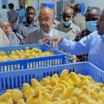 الخرطوم تشهد عودة شركة دواجن كبيرة