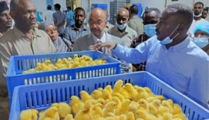 الخرطوم تشهد عودة شركة دواجن كبيرة