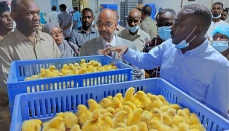 الخرطوم تشهد عودة شركة دواجن كبيرة الخرطوم تشهد عودة شركة دواجن كبيرة